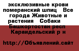 эксклюзивные крови-померанский шпиц - Все города Животные и растения » Собаки   . Башкортостан респ.,Караидельский р-н